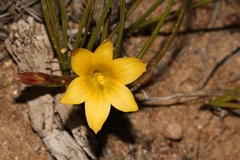 Romulea citrina