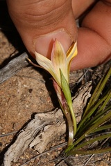 Romulea citrina