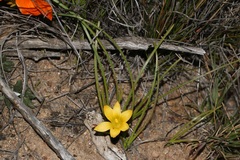Romulea citrina