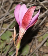 Hesperantha latifolia