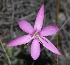 Hesperantha latifolia