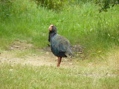 Porphyrio hochstetteri