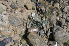 Heliotropium calcareum