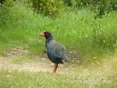 Porphyrio hochstetteri