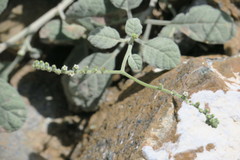 Heliotropium calcareum