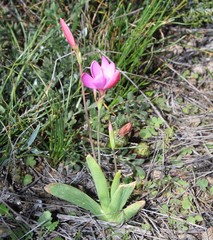 Hesperantha latifolia