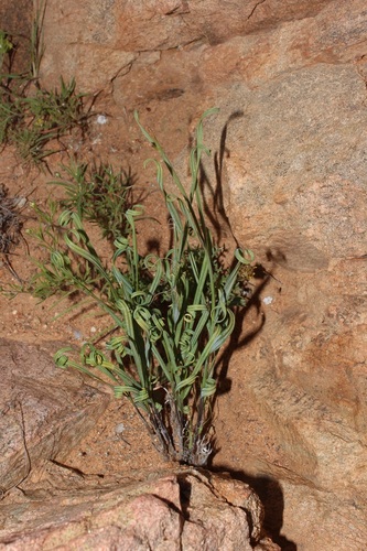 Babiana sinuata