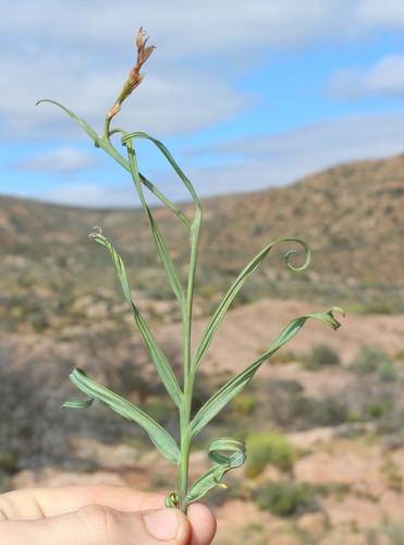 Babiana sinuata