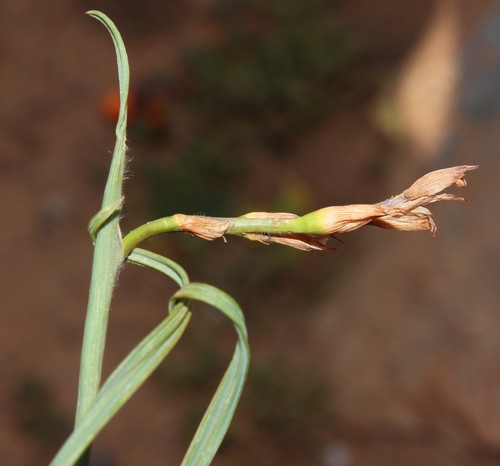Babiana sinuata