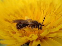Andrena chrysosceles