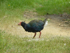 Porphyrio hochstetteri