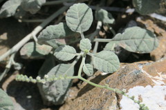 Heliotropium calcareum