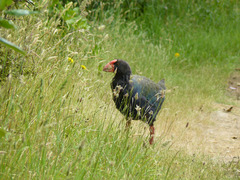 Porphyrio hochstetteri