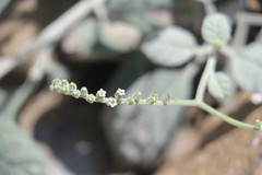 Heliotropium calcareum