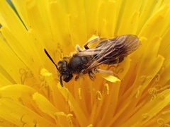 Andrena chrysosceles