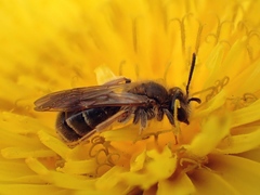 Andrena chrysosceles