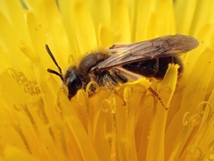 Andrena chrysosceles