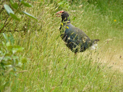 Porphyrio hochstetteri