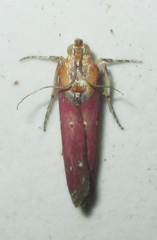 Epicrocis laticostella