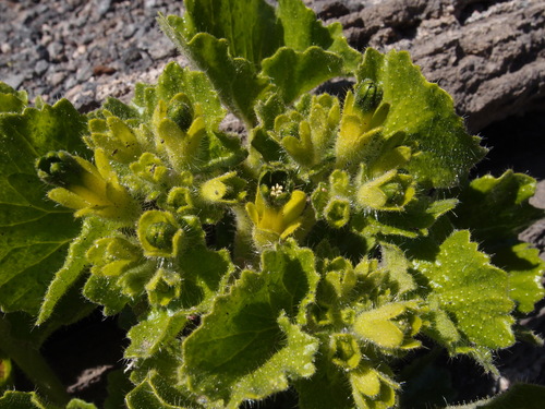 Rock nettle (Eucnide rupestris)