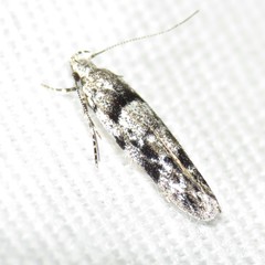 Sinoe