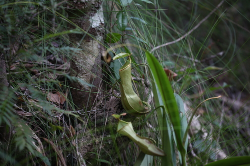 Image of Nepenthes vieillardii by (c) Lennart Hudel, some rights reserved (CC BY)