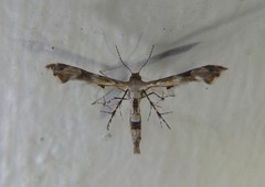 Nippoptilia cinctipedalis