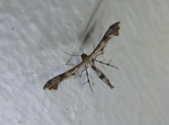 Nippoptilia cinctipedalis