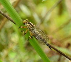 Clephydroneura