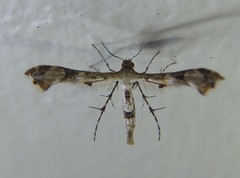 Nippoptilia cinctipedalis