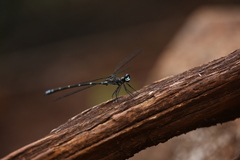 Caledopteryx maculata