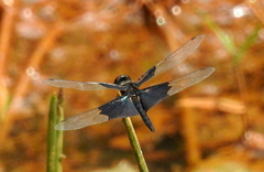 Rhyothemis triangularis
