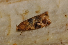 Lobesia vanillana