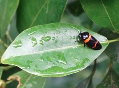 Cosmoscarta abdominalis