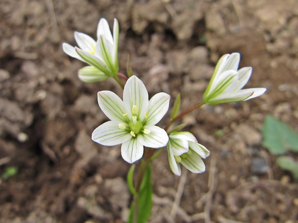 Gagea sect. Triflorae