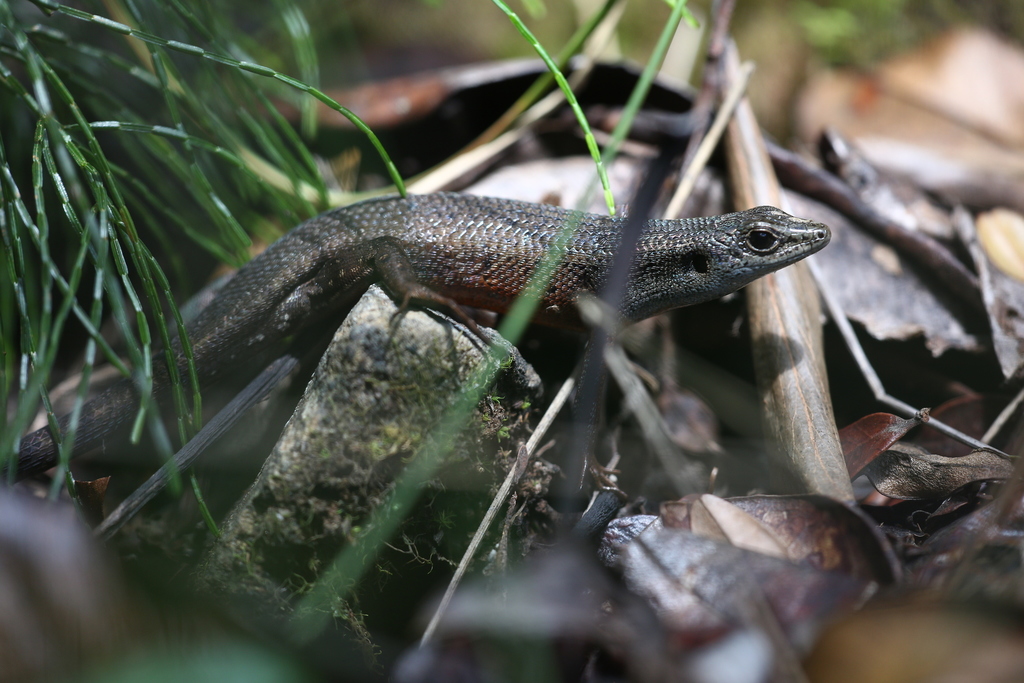 Southern Whiptailed Skink