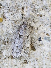 Diurnea fagella
