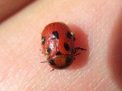 Gonioctena fornicata