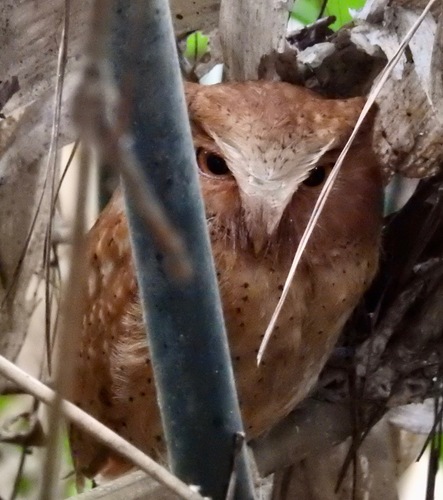 Otus thilohoffmanni