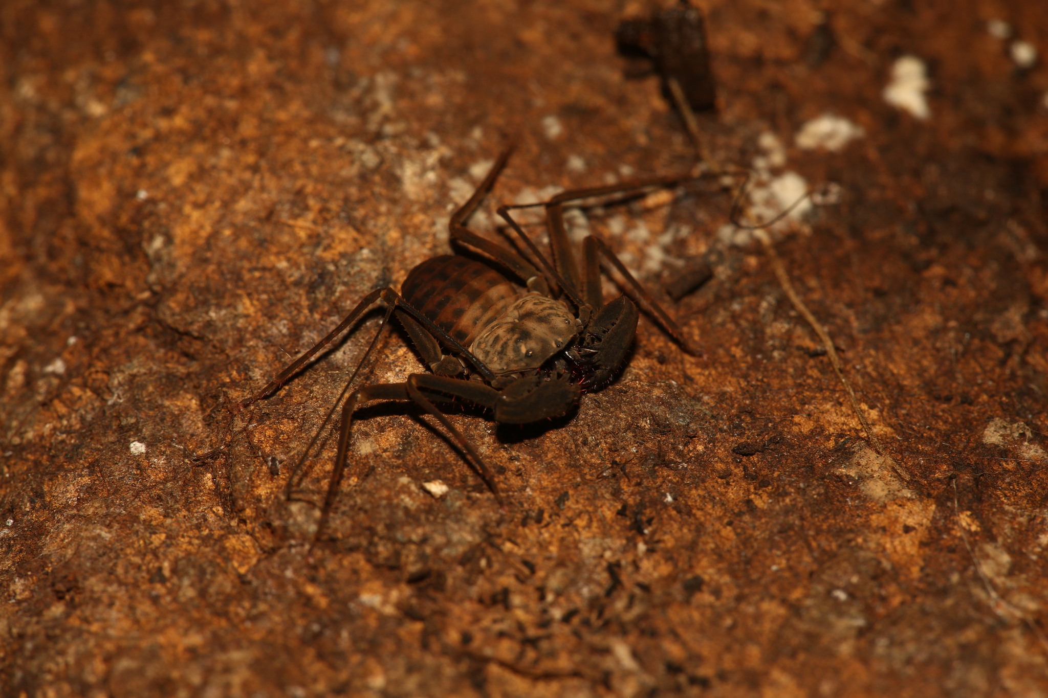 Charinus neocaledonicus Kraepelin, 1895