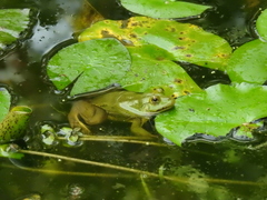 Euphlyctis hexadactyla