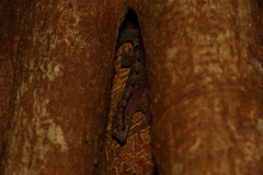 Bavayia sauvagii