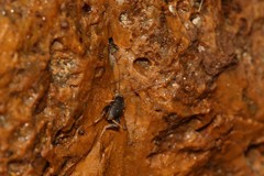 Myrmecophilidae