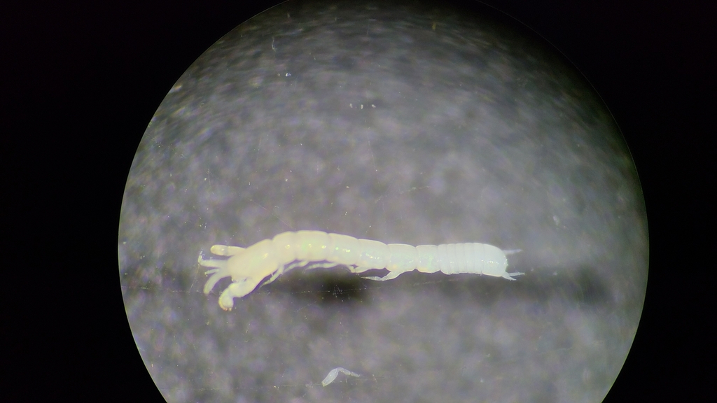 Araphura cuspirostris