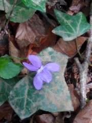 Viola reichenbachiana