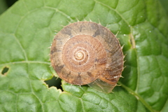 Aegista impexa