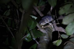 Rhacodactylus leachianus