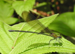 Vestalis nigrescens