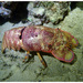 Scaly Slipper Lobster - Photo (c) Johan Bas, some rights reserved (CC BY-NC), uploaded by Johan Bas