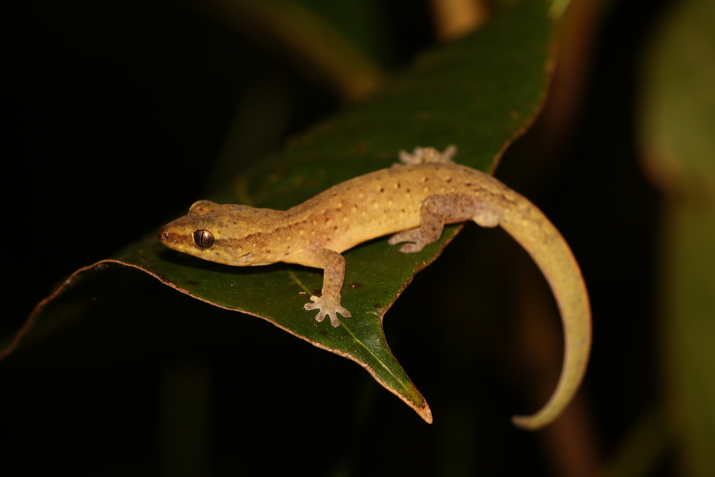 Pale-stripe Bavayia